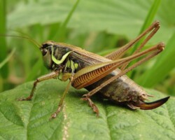 Roesel's bush cricket (<i>Metrioptera roeselii</i>) Female