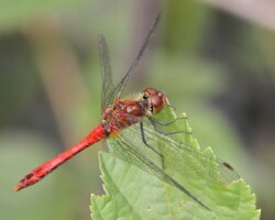 Ruddy darter (<i>Sympetrum sanguineum</i>)
