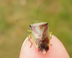 Birch shieldbug (<i>Elasmostethus interstinctus</i>)