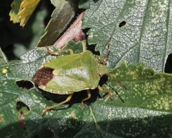 Green shieldbug (<i>Palomena prasina</i>)