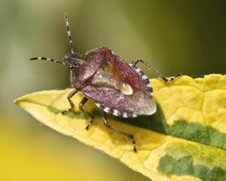 Hairy or sloe shieldbug (<i>Dolycoris baccarum</i>)
