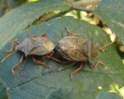 Spiked shield bug (<i>Picromerus bidens</i>)