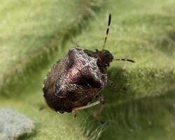 Woundwort shieldbug (<i>Eysarcoris venustissmus</i>)