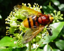 <i>Volucella zonaria </i>