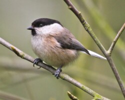 Willow tit (<i>Poecile montanus</i>)
