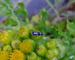 14-spot ladybird larvae