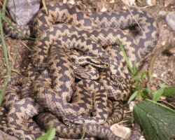 Adders (<i>Vipera berus</i>)