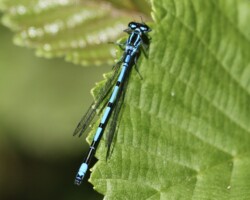 Azure damselfly (<I>Coenagrion puella</I>)