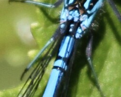 Azure damselfly (<I>Coenagrion puella</I>)