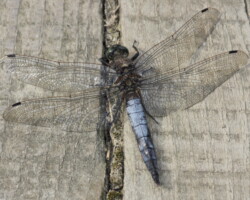 Black-tailed skimmer (<I>Orthetrum cancellatum</I>) Male