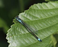 Blue-tailed damselfly (<I>Ischnura elegans</I>)