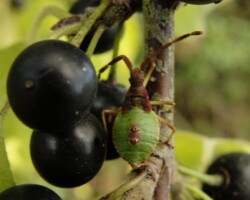 Box bug (<I>Gonocerus acuteangulatus</I>)