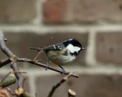 Coal tit (<I>Periparus ater</I>)