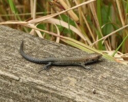 Common lizard (<I>Zootoca vivipara</I>)