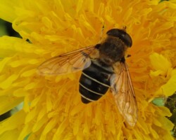 <I>Eristalis nemorum also known as E. interrupta</I>