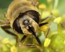 <i>Eristalis tenax </i>
