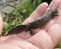 Great Crested Newt (<i>Triturus cristatus</i>)