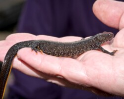 Great Crested Newt(<i>Triturus cristatus</i>)