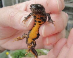 Great Crested Newt (<i>Triturus cristatus</i>)