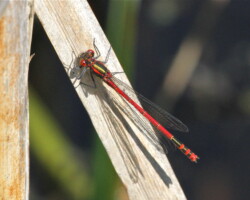 Large red damselfly (<I>Pyrrhosoma nymphula</I>)