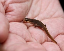 Palmate Newt (<I>Lissotriton helveticus</I>)
