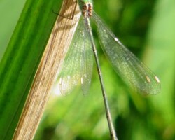 Willow emerald damselfly (<I>Chalcolestes viridis</I>)