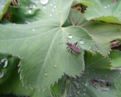<i>Alydrus calcaratus </i>(family Alididae)