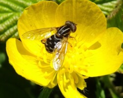 <I>Anasymia lineata</I>