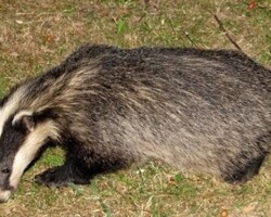 Eurasian badger (<i>Meles meles</i>)