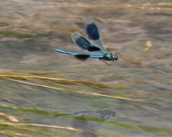Banded demoiselle (<I>Calopteryx splendens</I>)