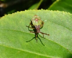 Box bug (<I>Gonocerus acuteangulatus</I>)