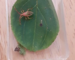 Box bug (<I>Gonocerus acuteangulatus</I>)