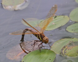 Brown hawker (<I>Aeshna grandis</I>) Female