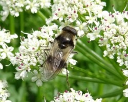 <I>Cheilosia illustrata</I>