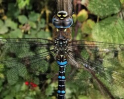 Migrant hawker showing prominent yellow mark at base of abdomen (like a golf tee)
