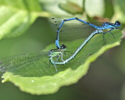 Azure damselfly (<I>Coenagrion puella</I>)