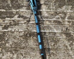 Common blue damselfly (<I>Enallagma cythigerum</I>)