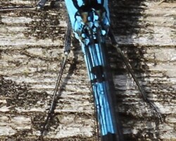 Common blue damselfly (<I>Enallagma cythigerum</I>)