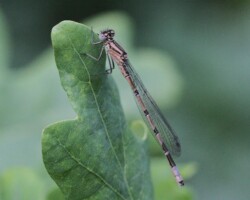 Common Blue Damselfly (<I>Enallagma cyathigerum</I>)