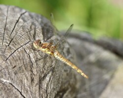 Common darter (<I>Sympetrum striolatum</I>) Female