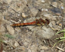 Common darter (<I>Sympetrum striolatum</I>) Male