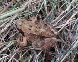 Common frog (<I>Rana temporaria</I>) Adult