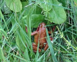 Common frog (<I>Rana temporaria</I>) Red form