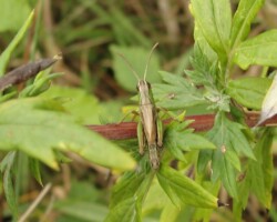 Meadow grasshopper (<I>Pseudochorthiippus parallelus</I>)