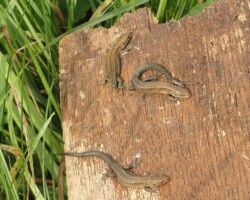 Group of common lizards (<i>Zootoca vivipara</i>)