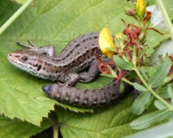Common lizard (<i>Lacerta vivipara / Zootoca vivipara </i>)