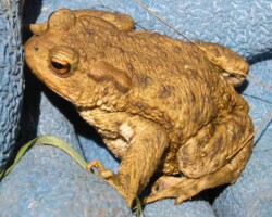 Common Toad (<i>Bufo bufo</i>)