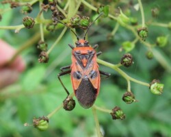 <I>Corizus hyoscami</I> (Family Rophalidae)