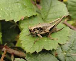 Dark bush cricket (<I>Pholidoptera griseoaptera</I>)