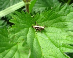 Dark bush cricket (<I>Pholidoptera griseoaptera</I>) Instar